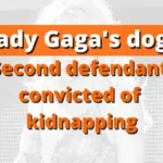 Lady Gaga's dogs